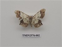 藏品(尺蛾88)的圖片